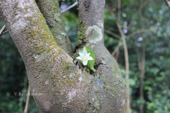 Conchidium braccatum